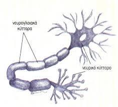 Νευρικό Σύστημα Υπάρχουν 2 διαφορετικές κατηγορίες κυττάρων: α) τα νευρικά κύτταρα Νευρώνες (μεταβιβάζουν μηνύματα και αντιδρούν σε
