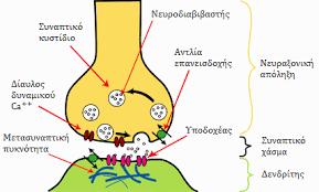 Σύναψη Το κύτταρο που διαβάζει το σήμα ονομάζετα προσυναπτικό κύτταρο και το κύτταρο που δέχεται το σήμα ονομάζεται μετασυναπτικό κύτταρο.
