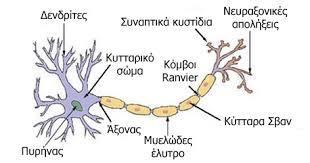 Νευρικά κύτταρα 4 μορφολογικα καθορισμένες περιοχές: το κυτταρικό