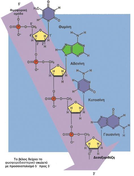 1 ΕΝΟΤΗΤΑ 14: Ο ΦΟΡΕΑΣ ΤΗΣ ΓΕΝΕΤΙΚΗΣ ΠΛΗΡΟΦΟΡΙΑΣ (DNA) 14.1 ΕΙΣΑΓΩΓΗ Οι δύο πολυνουκλεοτιδικές αλυσίδες του DNA αποτελούνται από νουκλεοτίδια τα οποία ενώνονται με φωσφοδιεστερικούς δεσμούς.