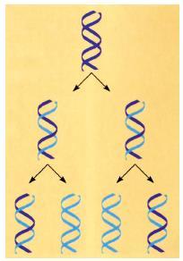 4 14.2 ΑΝΤΙΓΡΑΦΗ ΤΟΥ DNA Το DNA πρώτου ξεκινήσει την κυτταρική διαίρεση πρέπει πρώτα να αυτοδιπλασιαστεί. Ο αυτοδιπλασιασμός του DNA γίνεται με μια διαδικασία που ονομάζεται αντιγραφή.