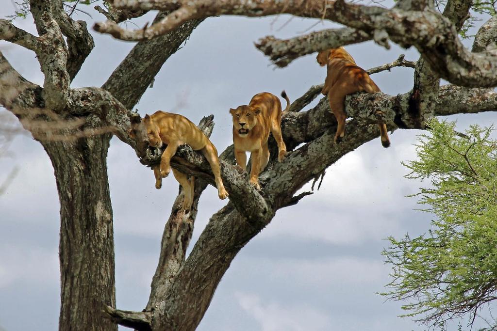 Τα "αναρριχώμενα" λιοντάρια Το λιοντάρι είναι ένα από τα μεγαλύτερα και πιο ισχυρά αιλουροειδή, που φτάνει σε μήκος περίπου τα 3 μέτρα!