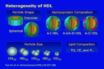 HDL-C