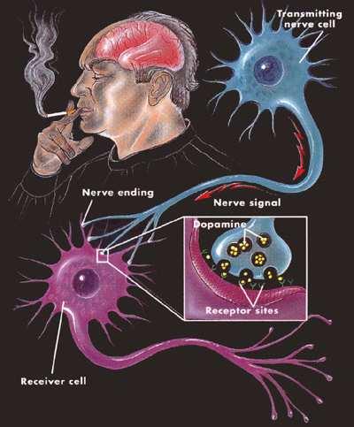 ΤΟ ΚΑΠΝΙΣΜΑ ΕΙΝΑΙ ΕΞΑΡΤΗΣΗ: Στοιχεία που το αποδεικνύουν Η δράση της νικοτίνης στον οργανισµό νευροδιαβιβαστής: Μετά την εισπνοή του καπνού του τσιγάρου η νικοτίνη φθάνει στον εγκέφαλο µέσα σε 6-7