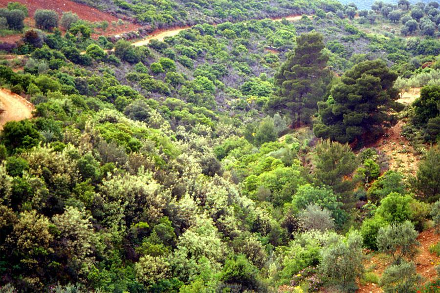 Πλατύφυλλοι Θάμνοι Απαντώνται σε