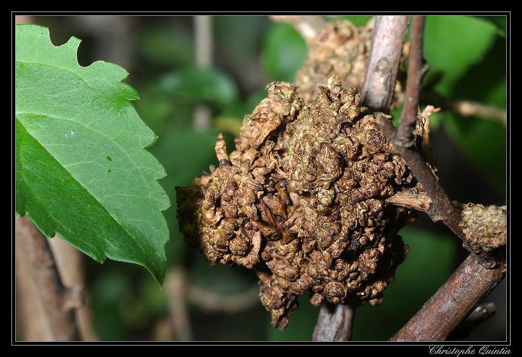 Agrobacterium tumefaciens o Το βακτήριο Agrobacterium tumefaciens, το οποίο ζει στο έδαφος, διαθέτει τη φυσική ικανότητα να μολύνει φυτικά κύτταρα μεταφέροντας σε αυτά ένα