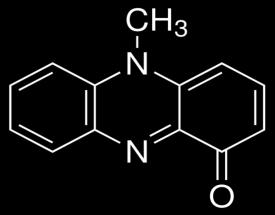 η P. aeruginosa έχει αυτήν την ιδιότητα.