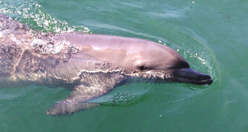 Το Dolphin Lodge βρίσκεται σε ένα χώρο μέσα στην θάλασσα σε μια φυσική πισίνα. Τα δελφίνια πρόκειται να σας εντυπωσιάσουν με την εξυπνάδα τους αλλά και την ευγένεια τους.