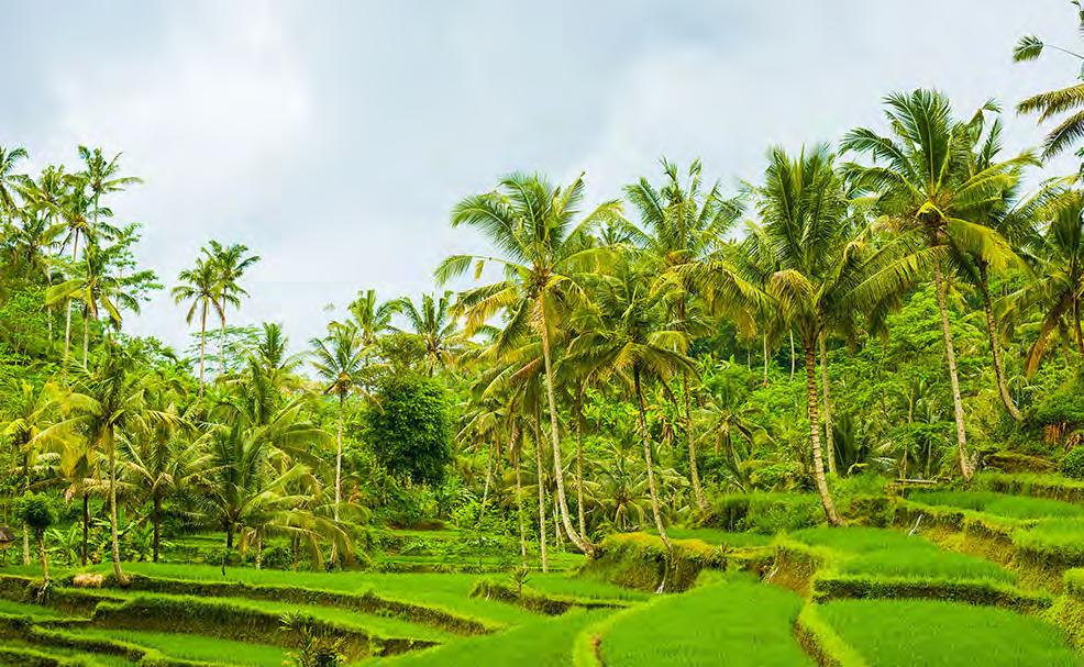 Full Day Best of Ubud Tour ΤΑ ΚΑΛΥΤΕΡΑ ΣΤΟ UBUD Έναρξη: 08:30 Διάρκεια: 9 ώρες Αναχώρηση από το ξενοδοχείο μας για να επισκεφτούμε τον ναό Tirta Empul με τα ιερά νερά που βρίσκεται στην περιοχή του