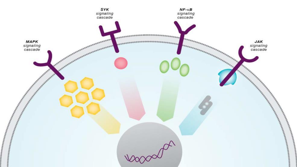 Σηματοδότηση υποδοχέα κυτταροκινών μέσω ενδοκυττάριων κινασών τυροσίνης Για μη-ενδογενείς υποδοχείς, οι σχετιζόμενες κινάσες της τυροσίνης, όπως οι JAKs, απαιτούνται για τη μετάδοση σημάτων από το