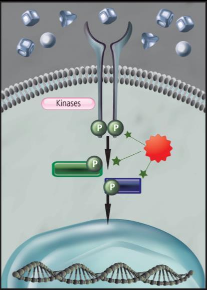 Τα ενδοκυττάρια μονοπάτια μπορούν να στοχευθούν από μικρά μόρια Ρευματοειδής αρθρίτιδα Τ κύτταρο Βιολογικοί