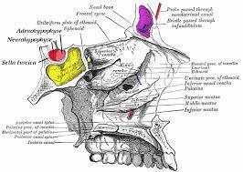 Hipofiza (pituitarna žlezda) Smeštena u turskom sedlu sfenoidalne kosti.