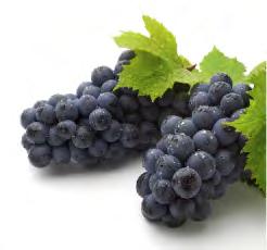 24 x 1 VRIONIS - Gigas Lemon Juice - 2 L 6% Βαθμοί Ξύδι Βαλσάμικο.