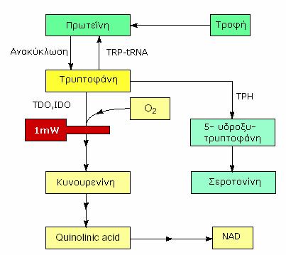 Το ανθρώπινο γονίδιο (INDO) έχει έκταση 15 kb και περιλαμβάνει 10 εξόνια (Εικ. 5). Το 5-άκρο του INDO mrna βρίσκεται 33 νουκλεοτίδια πριν το κωδικόνιο έναρξης (ATG) της μετάφρασης.