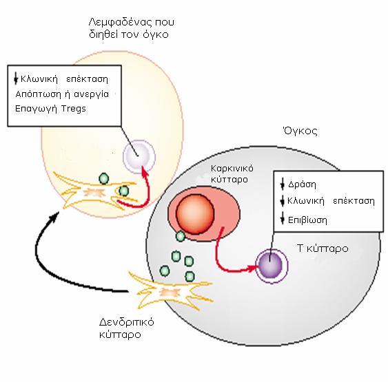 πάτι που οδηγεί στην επαγωγή της IDO in vitro (Εικ. 7). Αντιθέτως, αναστολή της IDO με τη χρήση 1MT αναίρεσε τη πρόκληση ανοχής του CTLA4-Ig σε μοντέλο μεταμόσχευσης κυττάρων νησιδίων (islets).