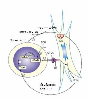 Εικόνα 7: Ο πιθανός ρόλος του CTLA-4 στη ρύθμιση της ομοιόστασης των Τ βοηθητικών κυττάρων.