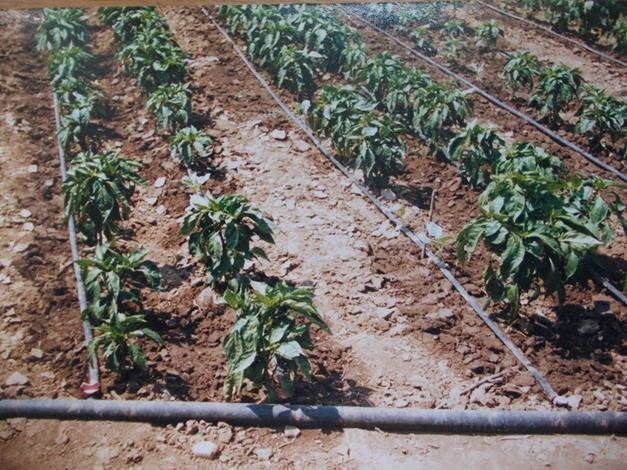 Linii de picurare alimentate de