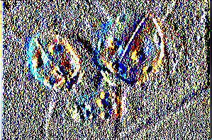 septempunctata, αλλά έχει παρόμοια βιοοικολογία.