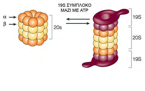 30 με αρκετές κυτταρικές δραστηριότητες). Στη συνέχεια τα αποσυνδέουν από την ουβικουιτίνη και τα διοχετεύουν στο 26S πρωτεάσωμα για αποδόμηση.