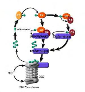 34 Εικόνα 5. Η γενική αλληλουχία των ενζυμικών αντιδράσεων που χρειάζονται για να συνδεθεί μια πρωτεΐνη υπόστρωμα του πρωτεασώματος με την ουβικουιτίνη.