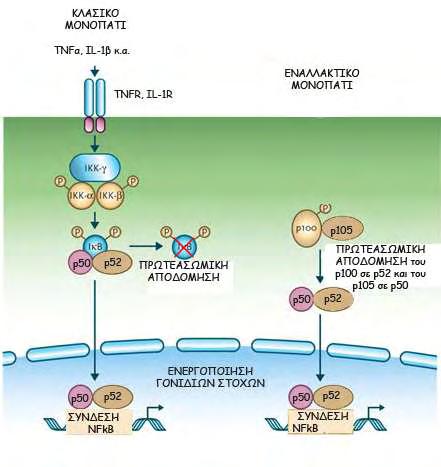 35 Εικόνα 6 Η ενεργοποίηση του NFkB με τη βοήθεια του πρωτεασώματος με το κλασικό και εναλλακτικό μονοπάτι.