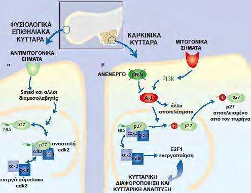 45 εμποδίζει την είσοδο του p27 στον πυρήνα (184-186). Το Akt μπορεί να φωσφορυλιώσει άμεσα το p27 και επομένως να εμποδίσει την είσοδο του στον πυρήνα.