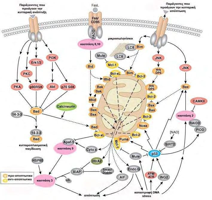 50 Εικόνα 11. Η οικογένεια Bcl-2 ρυθμίζει την απόπτωση ελέγχοντας τη μιτοχονδριακή διαπερατότητα.