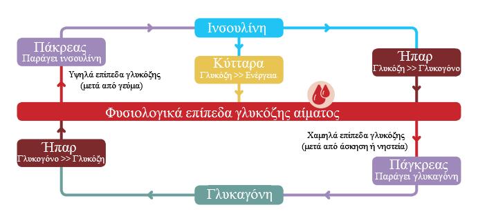Σχήμα 1.1: Παραγωγή και δράση της ινσουλίνης και της γλυκαγόνης 1.1.3 Άλλες ορμόνες Αν και κύριοι ρυθμιστές των επιπέδων της γλυκόζης, η ινσουλίνη και η γλυκαγόνη, δεν είναι οι μόνες ορμόνες που επιδρούν στη ρύθμιση αυτή.