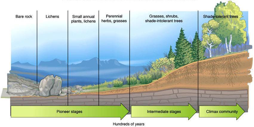 Δημιουργία εδάφους Αύξηση της διάρκειας της ζωής Αντικατάσταση ευρύτοπων από στενότροπα είδη Προοδευτική αύξηση της βιομάζας Τροποποίηση των ακραίων μικροπεριβαλλοντικών