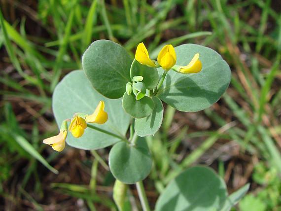 Coronilla