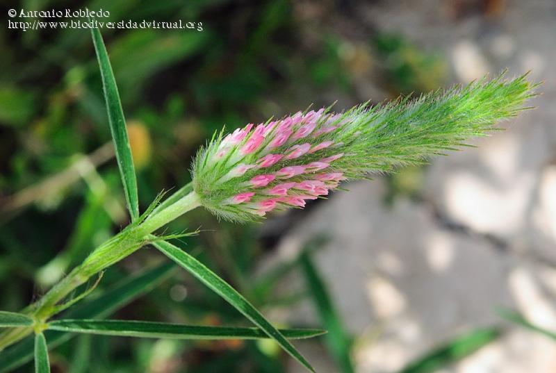 Trifolium angustifolium Ετήσιο, θερόφυτο