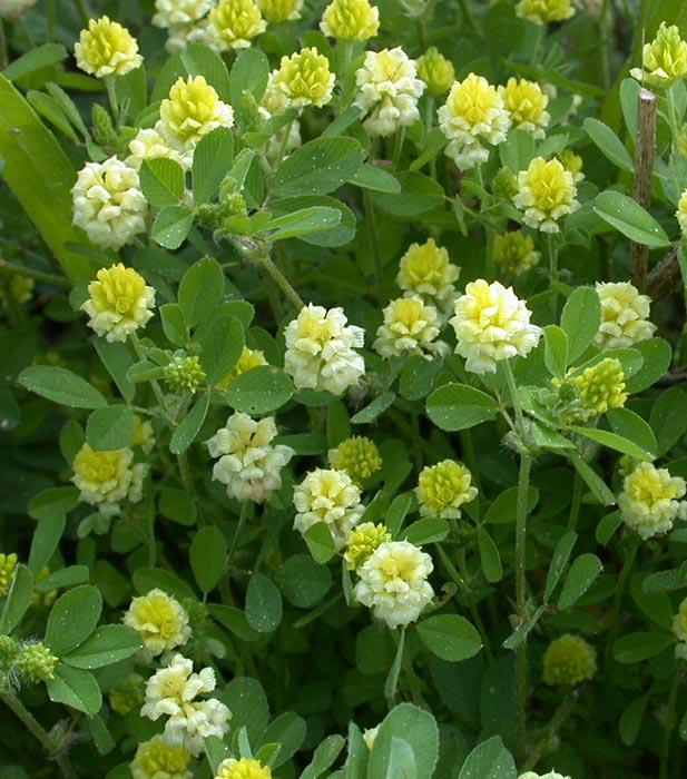 Trifolium campestre Ετήσιο