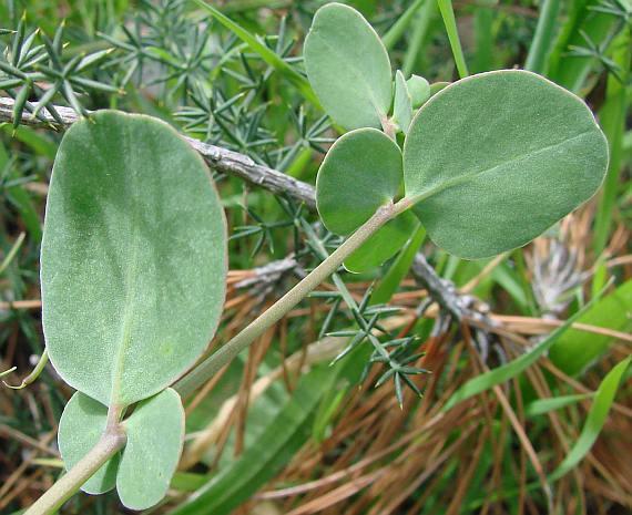 Coronilla scorpioides