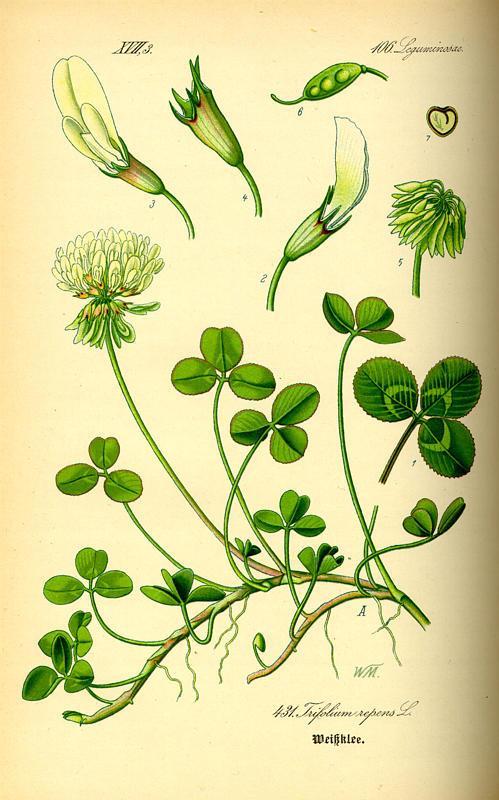 Trifolium repens Πολυετές, με