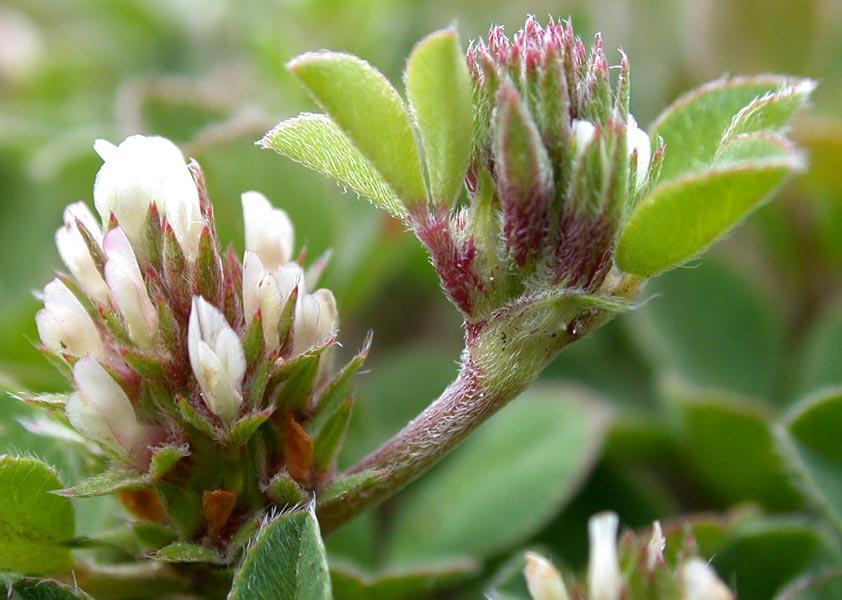 Trifolium scabrum Ετήσιο