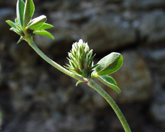 Όρθιους, 5-25cm.