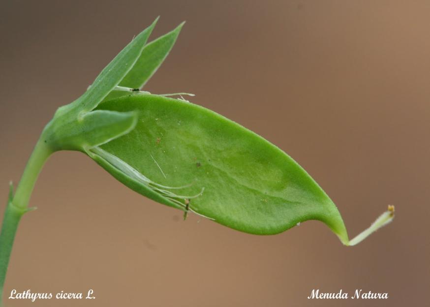 Lathyrus cicera Ετήσιο.