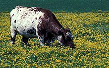 Lotus corniculatus