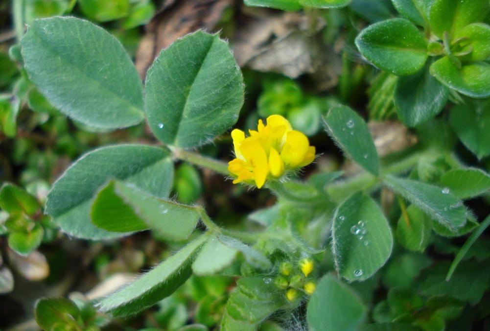 Medicago minima Θερόφυτο. Ετήσιο..Ύψος έως 40 cm.