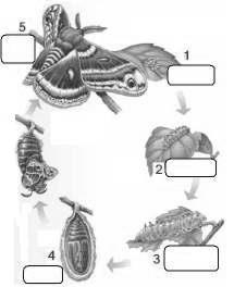 3- الرسم المقابل يوضح التحول للفراشة. أ- المرحلة التي ال تأكل فيها الحشرة أو تتحرك رقم.