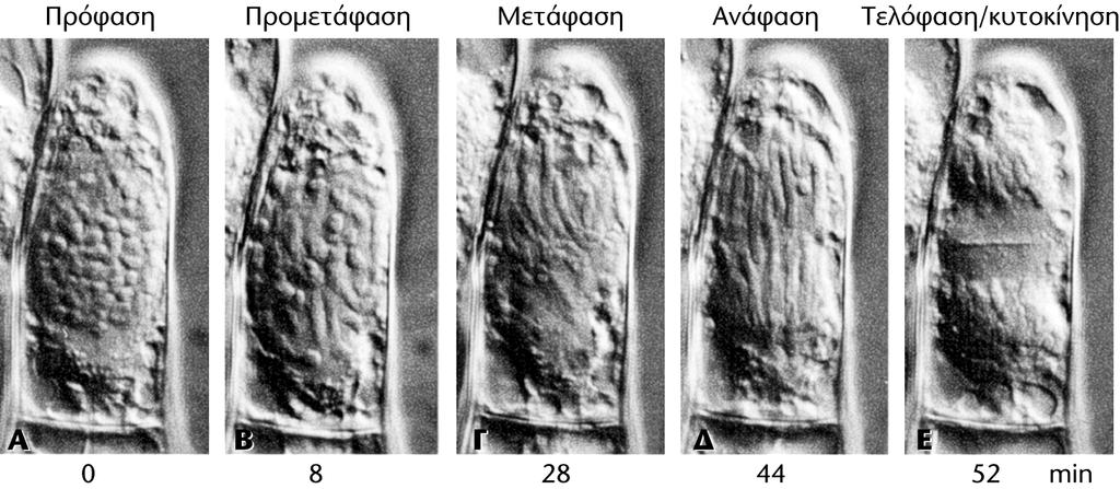 Οι φάσεις της μίτωσης σε ζωντανό κύτταρο τρίχας στήμονα
