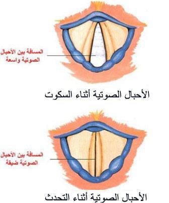 تبدأ ىذه العملية من الرئت ت ومنهما ؼلرج اذلواء منطلقا إىل احلنجرة حيث ؽل ر باألحباؿ الصوتية اليت ىي ادلرحلة الثانية يف عملية
