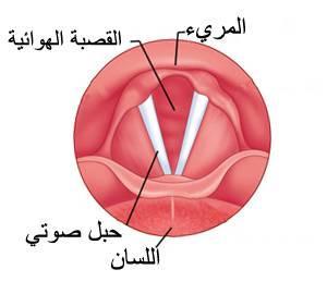 واألحباؿ الصوتية ىي عبارة عن زوج ت من األغشية ادلخاطية ادلمتد بشكل عرضي يف اجلزء األوسط من احلنجرة 2( )الشكل يف ؽلكنك رؤية كيف