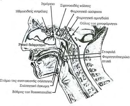 Τοπογραφικά ο σωλήνας του φάρυγγα σχετίζεται από πάνω προς τα κάτω με τη μύτη, το στόμα και το λάρυγγα.