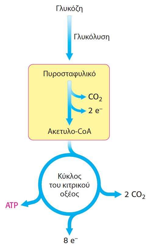 Τελική κοινή πορεία για την οξείδωση των καύσιμων οργανικών μορίων σαν ακετυλ-coa Ο ΚΚΟ αποτελεί την συνέχεια της γλυκόλυσης Η δράση του οξαλοξικού (C 4 ) είναι καταλυτική, δυο άτομα εισέρχονται σαν