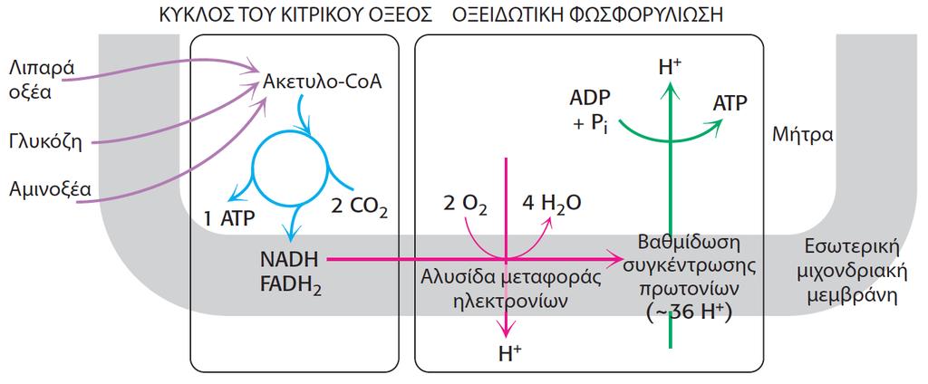ΒΙΟΧΗΜΕΙΑ, ΠΕΚ 2014 Ο ΚΚΟ πάντα συνδεμένος και συζευγμένος με Οξειδωτική Φωσφωρυλίωση συγκομιδή e υψηλής ενέργειας από καύσιμα οργανικά μόρια στα μόρια NADH και FADH 2 οξειδωτική φωσφορυλίωση τα