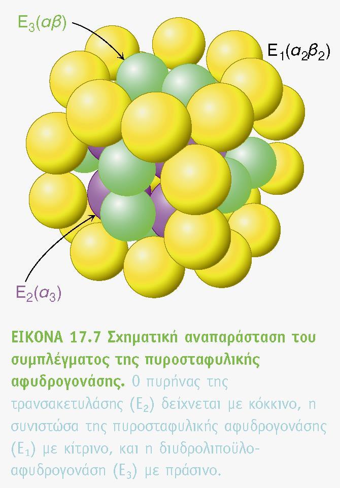 Συντονισμένη κατάλυση από ένα σύμπλεγμα ενζύμων