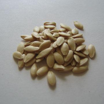 Αγγούρι Το βάρος χιλίων σπόρων αγγουριάς ανέρχεται περίπου στα 30-35 γρ Οι σπόροι του αγγουριού είναι