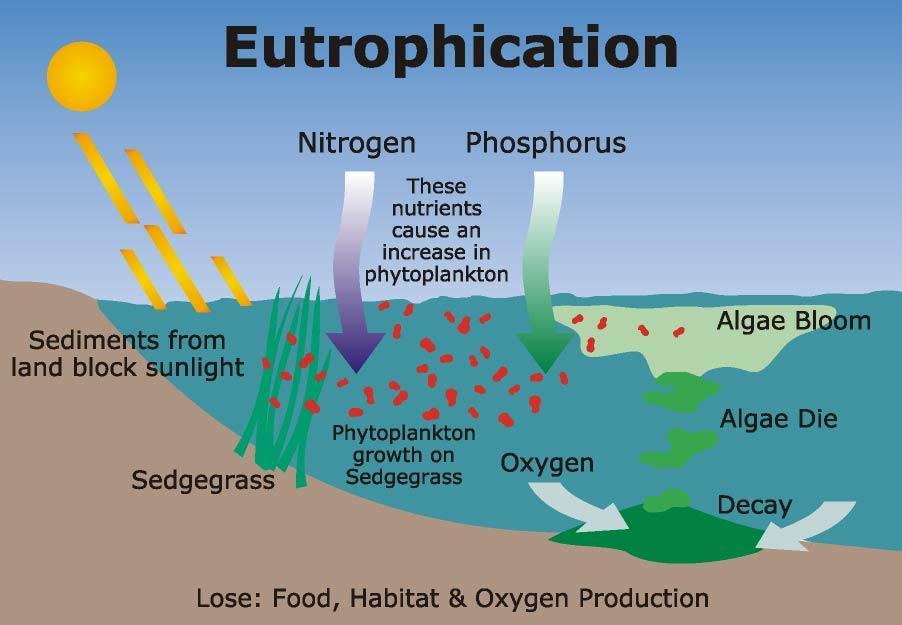 Βιολογική μεταβολή του νερού Ευτροφισμός Το φαινόμενο του ευτροφισμού προκαλείται όταν σε υδάτινα οικοσυστήματα καταλήγουν: 1.