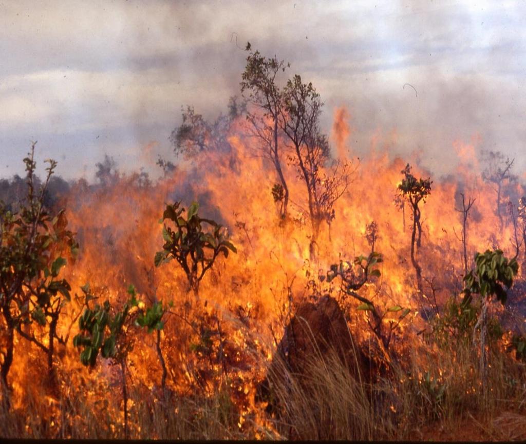 Συνέπειες πυρκαγιών o Μία από τις συνέπειες της φωτιάς είναι ότι αυξάνεται η διάβρωση του εδάφους, αφού καταστρέφονται τα φυτά που θα το συγκρατούσαν με τις ρίζες τους.